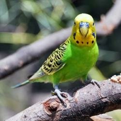 Download Animal Parrot PFP