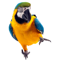 Download Animal Parrot PFP