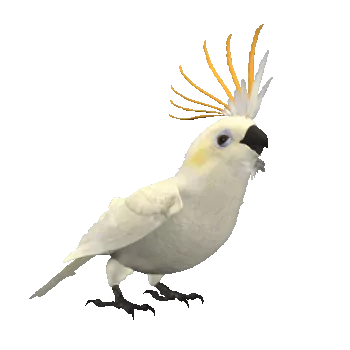 Animal parrot PFP