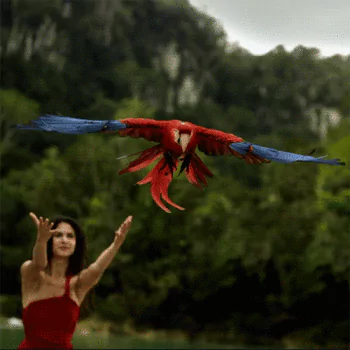 A vibrant red and blue macaw parrot flies forward with wings spread wide, with a blurred background of trees and a woman in a red dress reaching up.