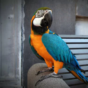 Animal parrot PFP
