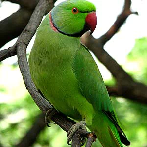 Animal parrot PFP