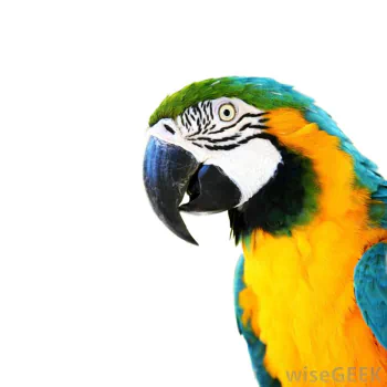 Animal parrot PFP