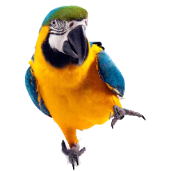Animal parrot PFP