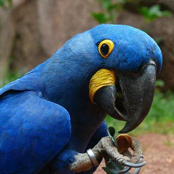Animal parrot PFP