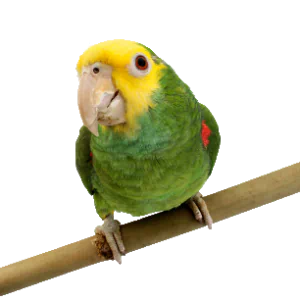 Animal parrot PFP