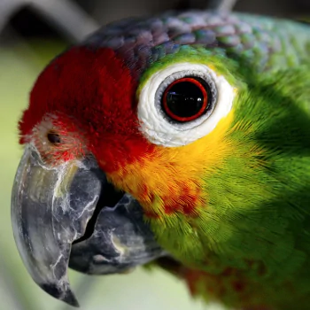 Animal parrot PFP