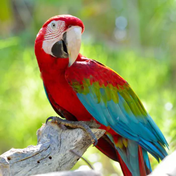 Animal parrot PFP