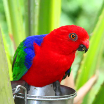 Animal parrot PFP
