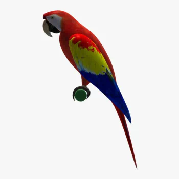 Animal parrot PFP