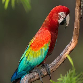 Animal parrot PFP