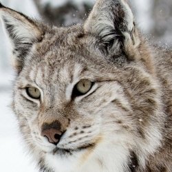 Lynx Forum Avatar | Profile Photo - ID: 68152 - Avatar Abyss