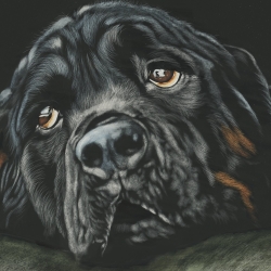 Rottweiler Pfp by Shone Chacko