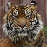Download Animal Tiger PFP