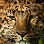 Download Animal Leopard PFP