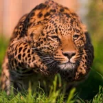 Animal leopard PFP
