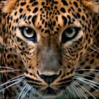 29 Jaguar Forum Avatars | Profile Photos - Avatar Abyss