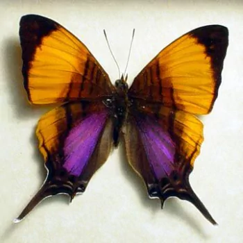 colorful butterfly Animal PFP