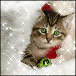  Kitten in Christmas Stocking