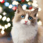  Blue-Eyed Cat