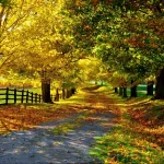 photography fall PFP