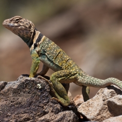 Common collared lizard or Eastern Collared Lizard