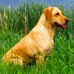 Labrador Retriever sitting by the lake
