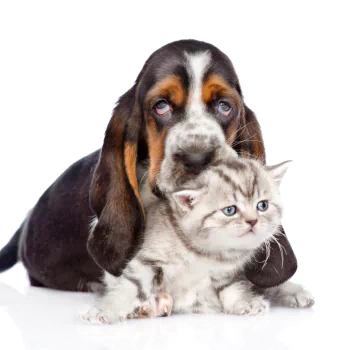 Basset Hound and Kitten
