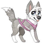 Animal dog PFP
