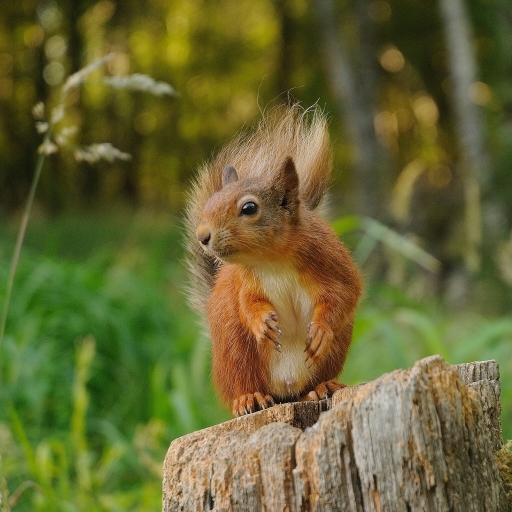 Download Animal Squirrel PFP