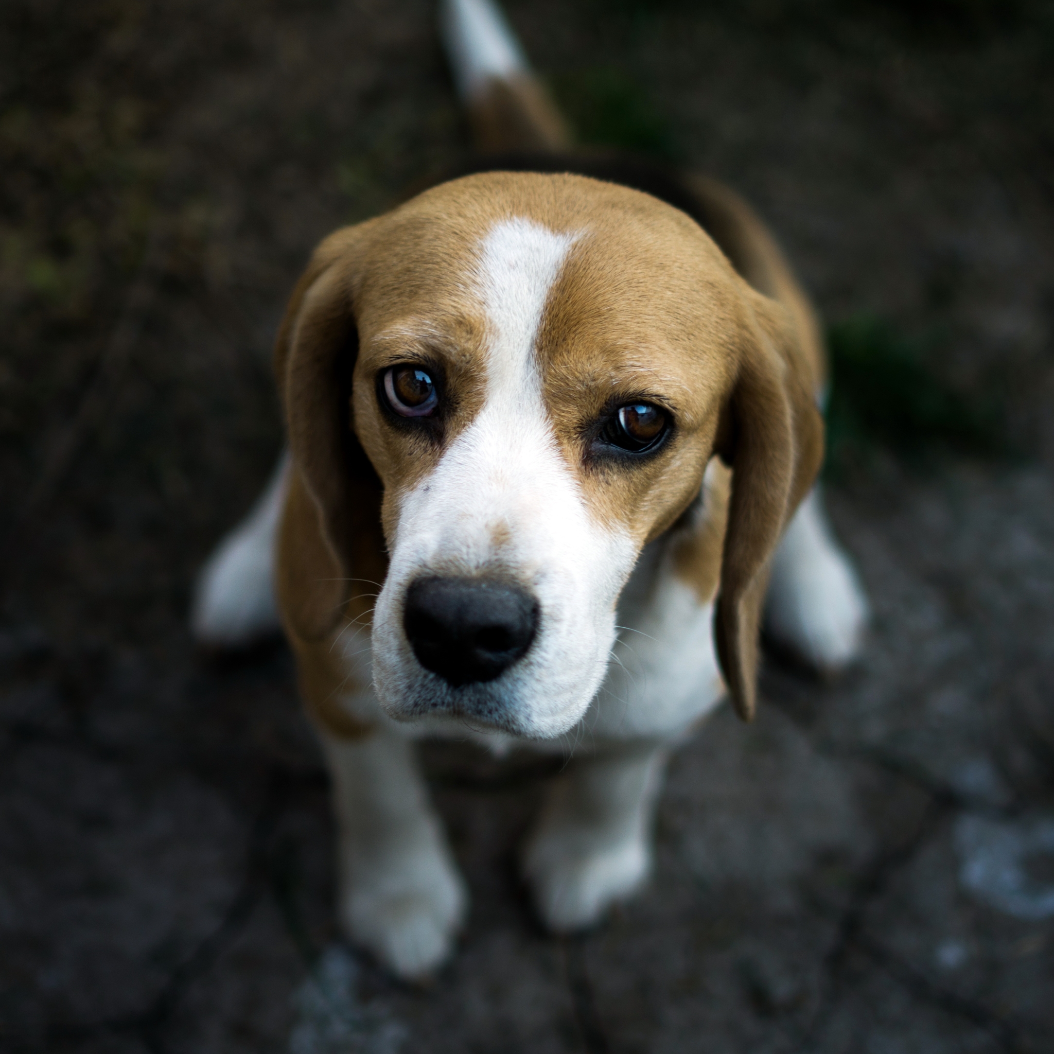 Beagle Pfp