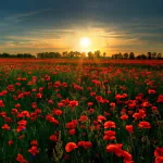 sun sunrise nature poppy red flower field rose scenic sunset flower PFP