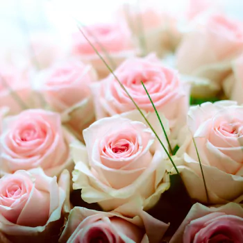 bouquet pink flower flower rose nature PFP