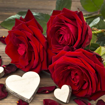 love Romantic rose red rose red flower flower nature PFP