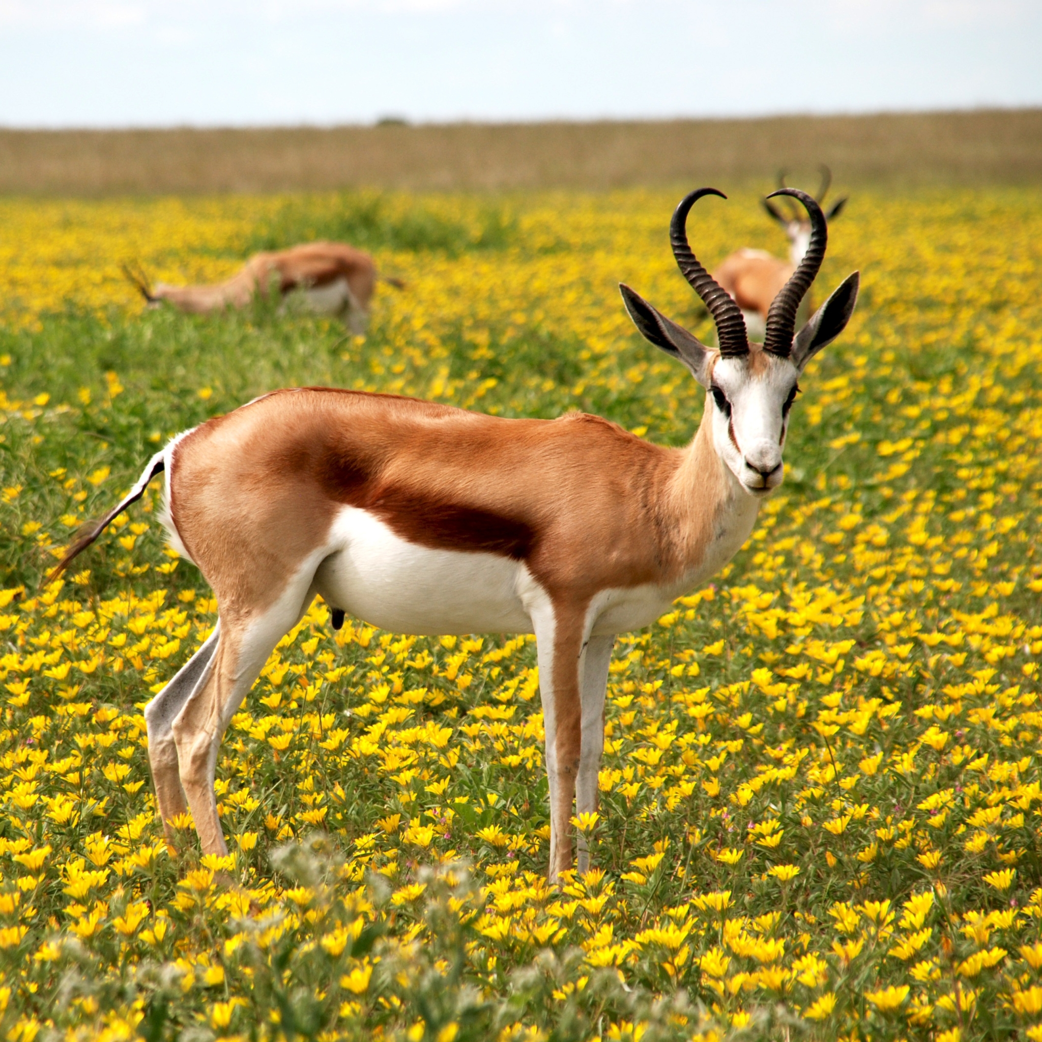Antelope Pfp