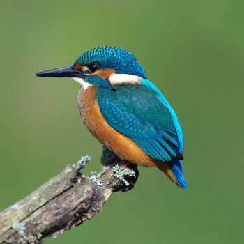 kingfisher bird Animal PFP
