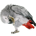 African grey parrot Pfp