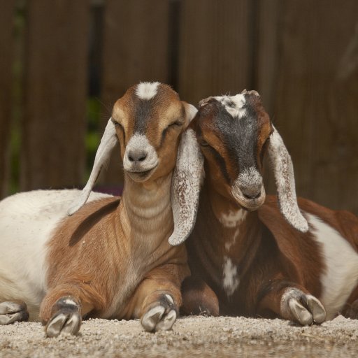 Download Animal Goat  PFP