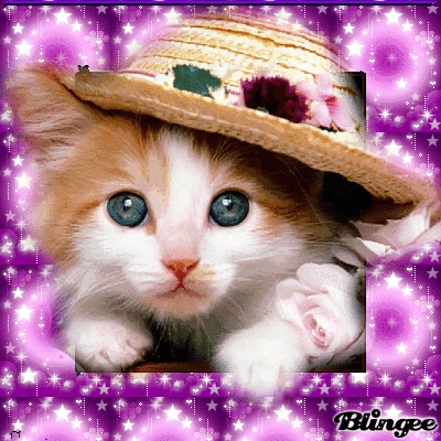 Cat Pfp