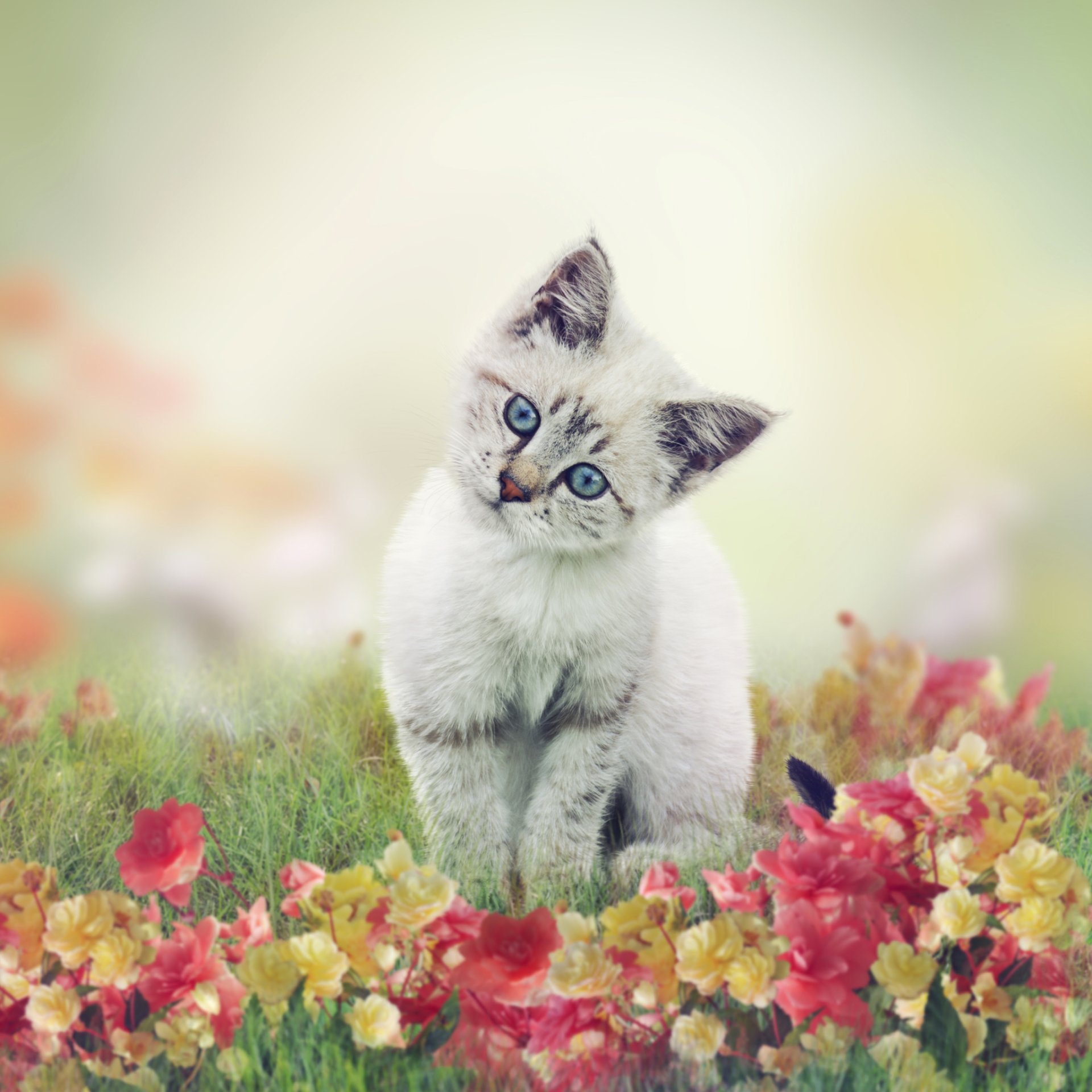 Download Kitten Cat Animal PFP