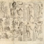 Download Artistic Anatomy PFP