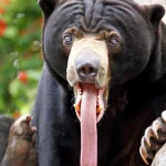  Sun Bear
