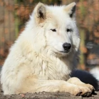  White Wolf
