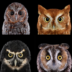 Different Species of Owls