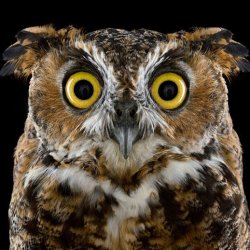 Forum avatar: close-up of a wide-eyed owl (bird, animal) with intricate brown-and-white plumage against a black background.