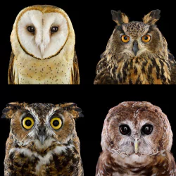  Different Species of Owls