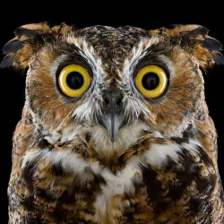 Forum avatar: close-up of a wide-eyed owl (bird, animal) with intricate brown-and-white plumage against a black background.