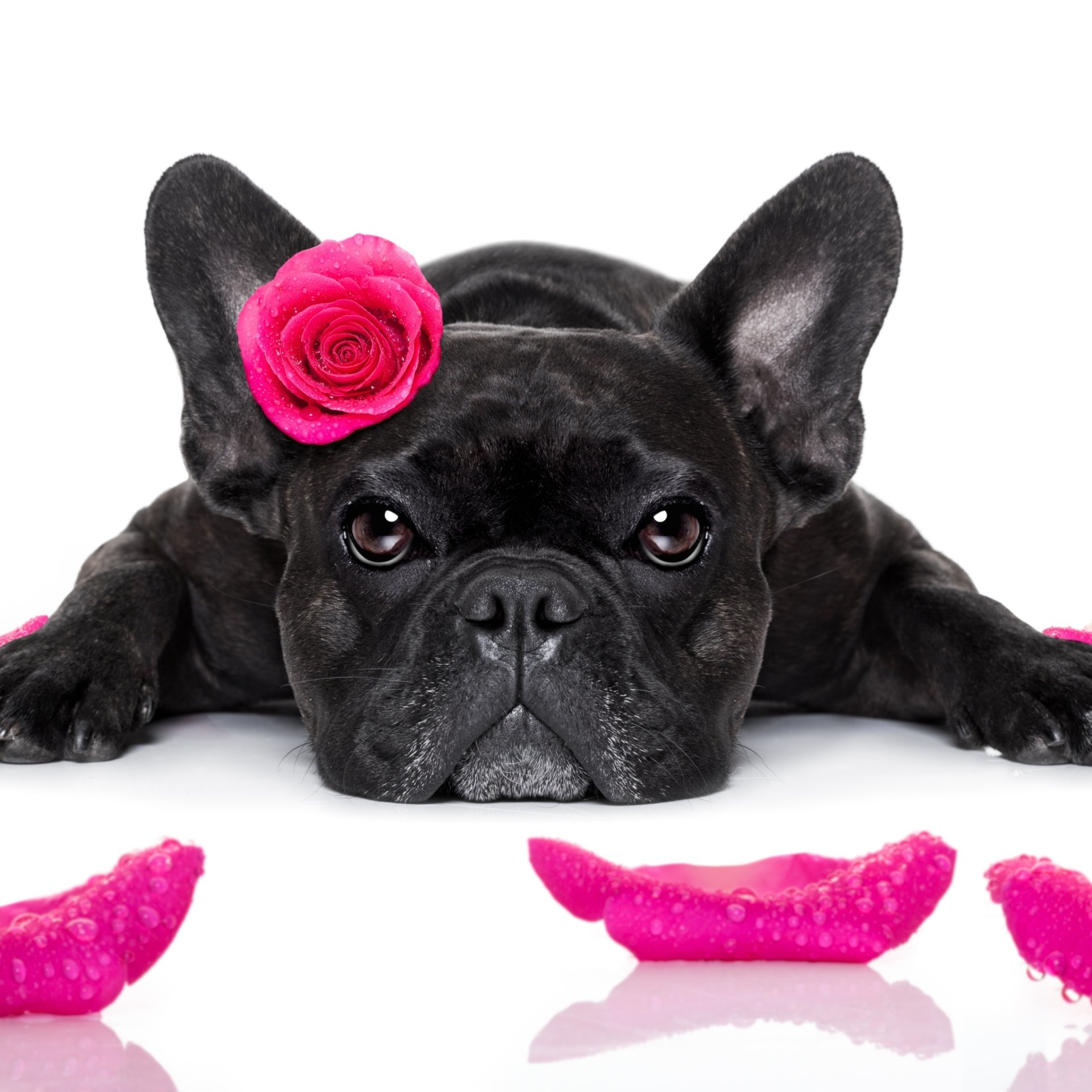 Download French Bulldog Dog Muzzle Petal Animal PFP