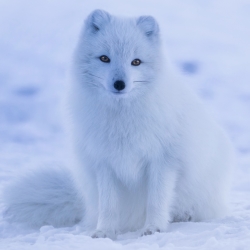 Arctic Fox Pfp by 12019