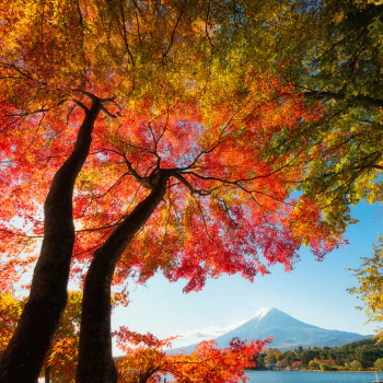  Autumn Trees